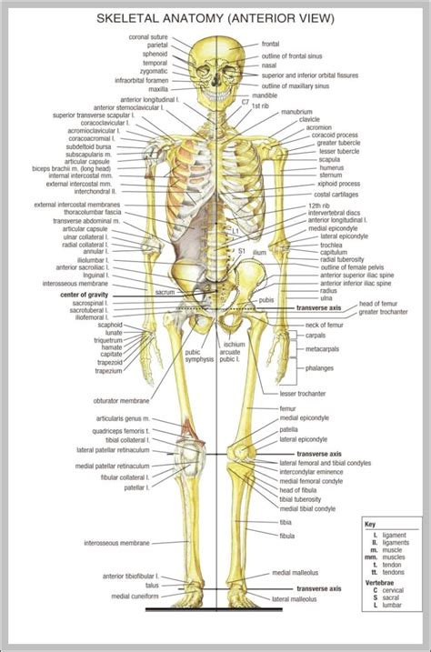 Anatomical Chart 744×1180 Anatomy System Human Body Anatomy Diagram