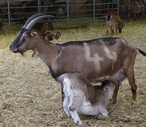 A young sheep is called a lamb. Young Goats Reduce Stress in Goat Herds | Science News ...