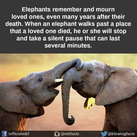Interesting Facts About Elephants Fun Facts About Ele