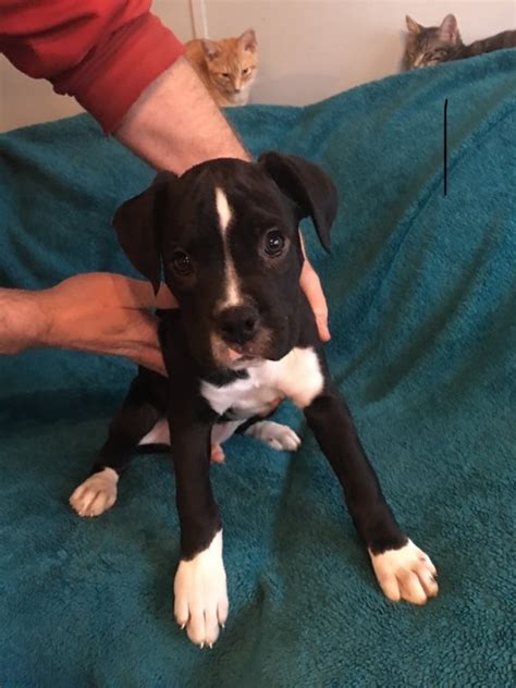 Please view similar listings boxer mix dog for adoption below. Boxer Puppies for Sale in Little Valley, New York