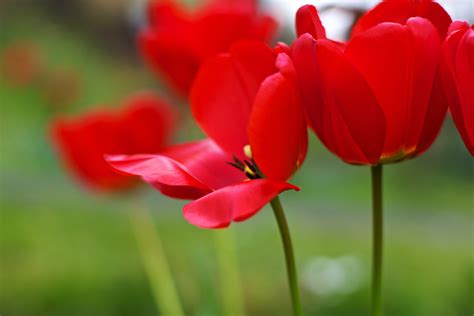Free Images Flower Petal Tulip Green Red Flora Flowers Sony