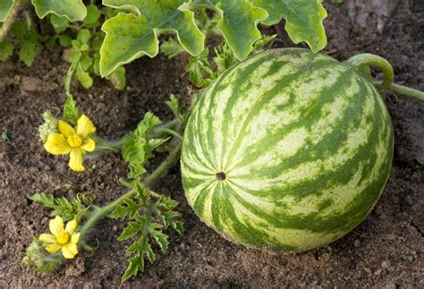 How To Grow Watermelon 5 Tips For Planting And Harvesting Better Homes And Gardens