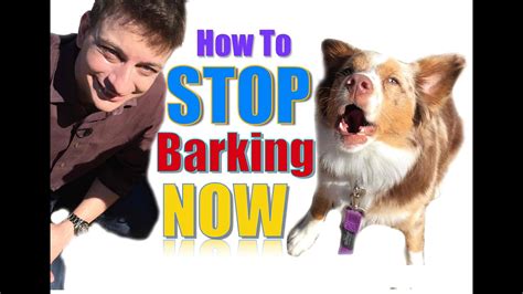 How To Teach Your Dog Not To Bark Humanely And Effectively 3 Things
