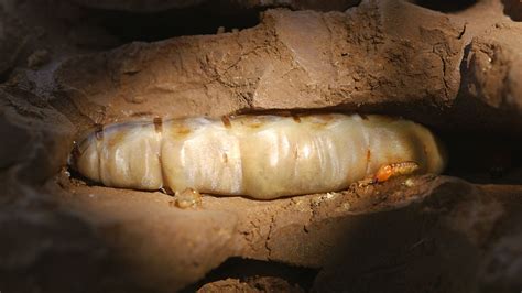 Termite Bugsfeed