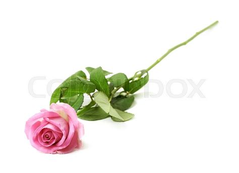 Single Pink Rose Isolated Over The White Background Stock Photo