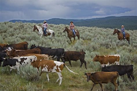 For more than a century, writers have romanticized the work and the life of the cowboy. Wide Open Spaces: The Annual Cowgirl Spring Roundup ...