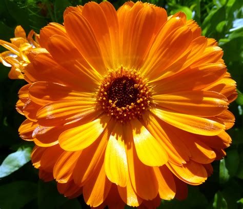 Beautiful Orange Flowers Vitalcute