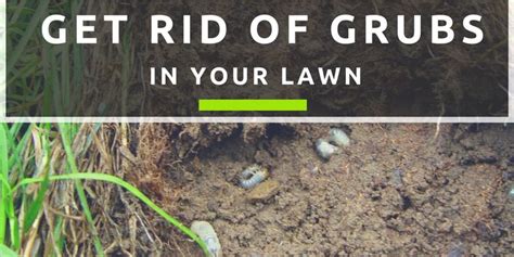 Getting Rid Of Grubs In Your Lawn Lawn Garden Care Grubs