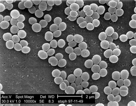 Biologystaphylococcus Handwiki