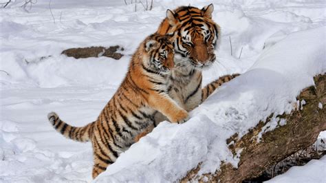 106 Tiger Wallpapers Most Beautiful Places In The World Download