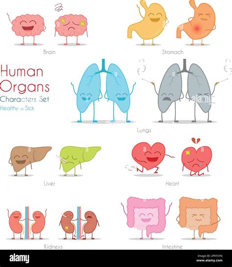 Conjunto De órganos Humanos Sanos Y Enfermos En Estilo De Dibujos