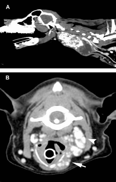 Computed Tomographic Features Of Pharyngeal Neoplasia In 25 Dogs