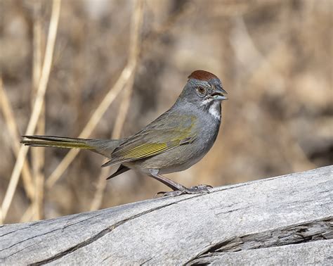 Green Tailed Towhee Pipilo Chlorurus