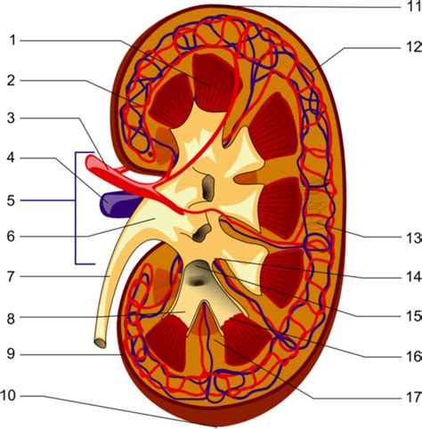 Multiple Choice Questions On The Anatomy Of Kidneys Hubpages