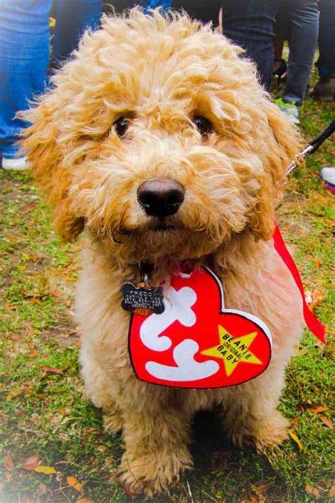 40 Most Adorable Dog Halloween Costumes And Diy Cat Costumes Dog