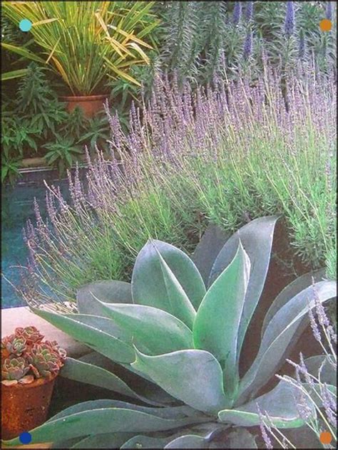 Agave Attenuata And Lavender - Phormium In Pot, Echium, Succulents