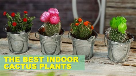 8 Best Cactus Varieties To Grow Indoors Youtube