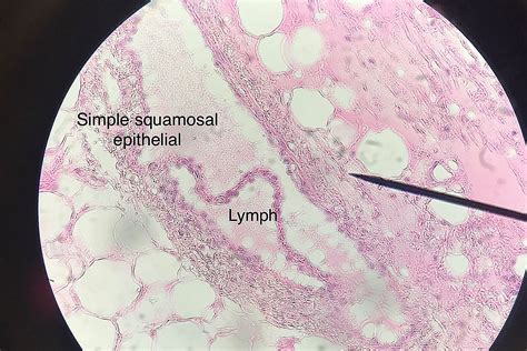 Lymph Vessel Histology