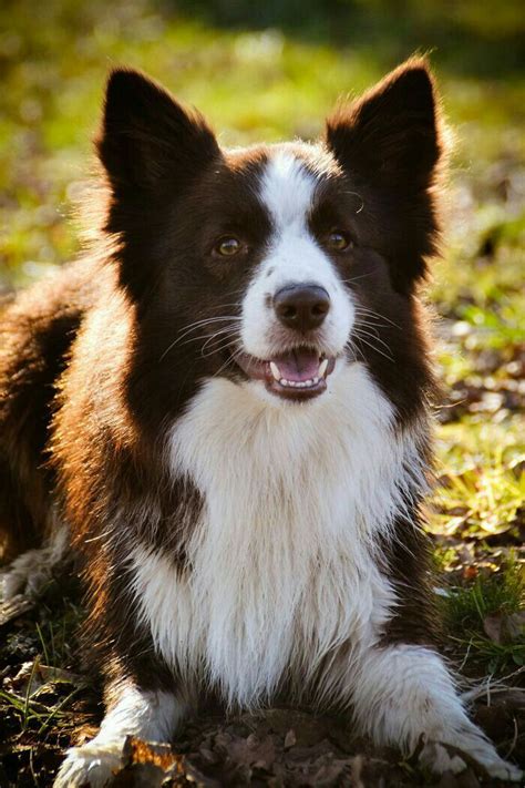 Red Border Collie Border Collie Puppies Cute Dogs And Puppies