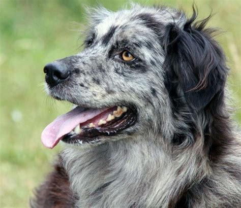 The carea leonés (or leonese shepherd) is a breed of herding dog from león, castile and león, spain (europe), and is used as a sheepdog. Carea Leonés, Perro de Pastor Leonés, Perro de Aqueda ...