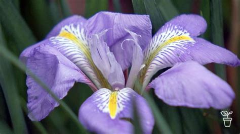Plant Profile Algerian Iris Gardening Australia
