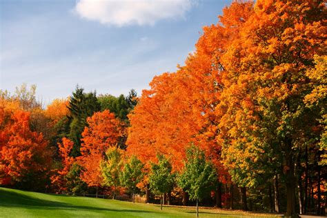 Five Trees For Outstanding Autumn Colour Hillier Trees