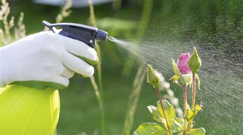 Insecticida casero para las plantas sin dañar al medio ambiente Paso