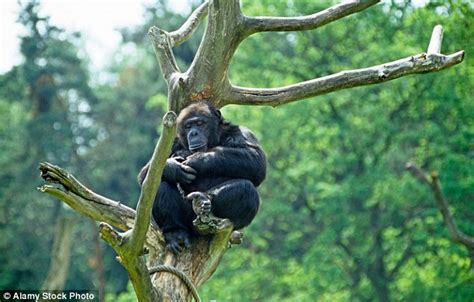 Primatologist Develops Rocking Bed Based On Treetop Nests Made By
