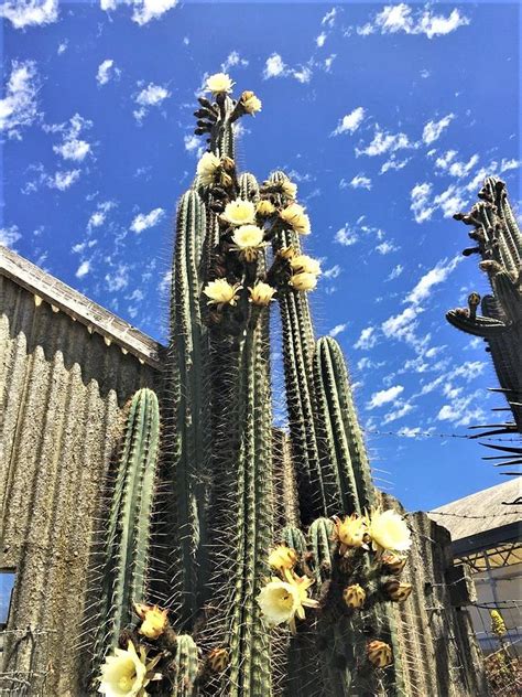 Blooming Tall Cactus Photograph By Martha Sherman Fine Art America