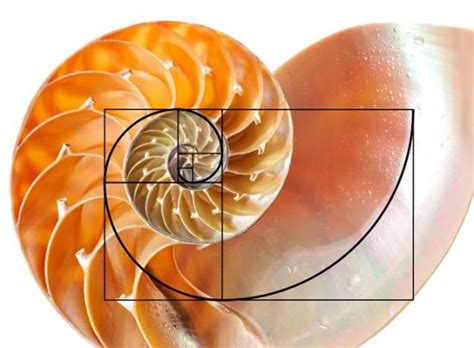 Understanding The Fibonacci Sequence Eminimind