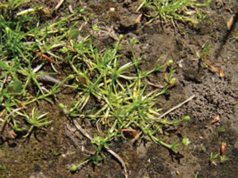 Pearlwort Pitchcare