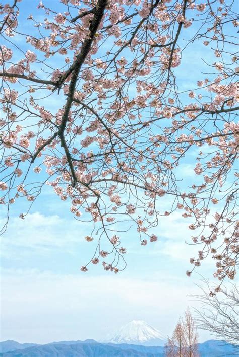 Cherry Blossoms And Blue Sky Stock Image Image Of Scenery Springtime