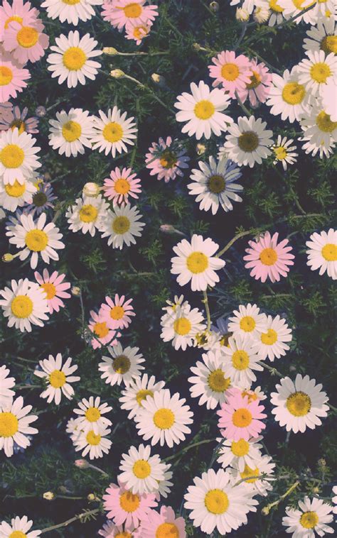 Floral Wallpaper Iphone Pixelstalk