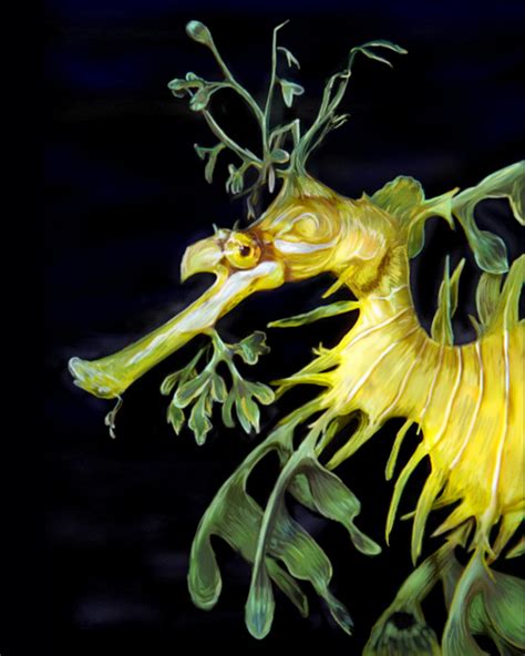 Leafy Sea Dragon For Shaun By Gypsy Love On Deviantart