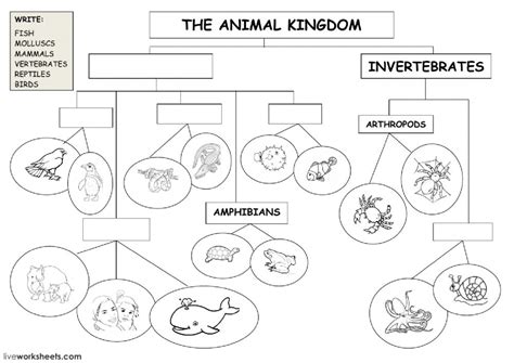Classification of animals helps us to understand their characteristics, as well as their differences kingdom animalia consists of organisms that range from the simplest of the animal forms to the most. The animal kingdom - classification diagram: Animal ...