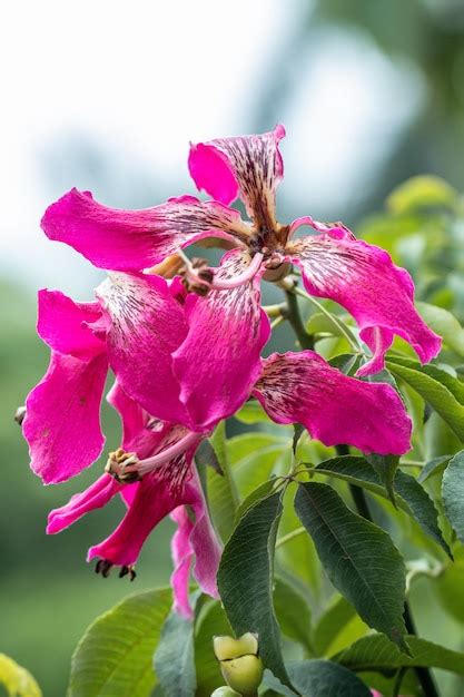 Premium Photo Silk Floss Tree Ceiba Speciosa In Garden