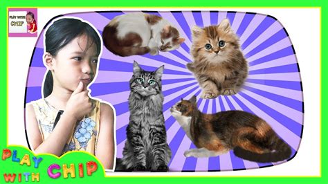 [EN] Learn Animal with Cats Names and Sounds for Kids - YouTube