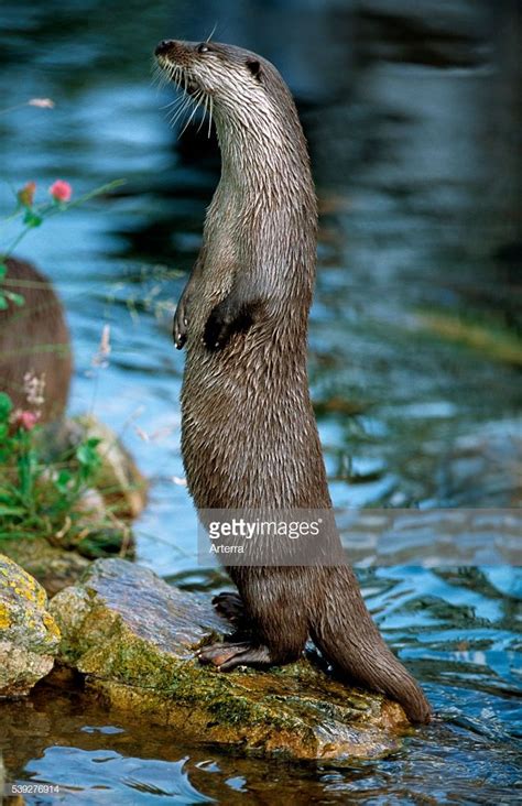 European River Otter Standing On Hind Legs For Better View Of