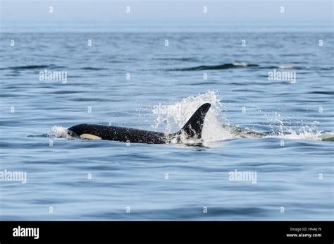 Southern Resident Orcas J Pod Orca Orcinus Salish Sea Endangered