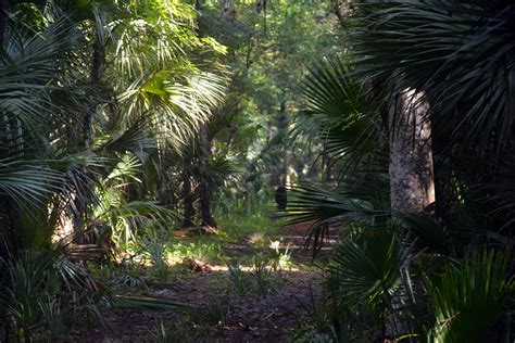 Black bear wilderness area in sanford, fli shot this video with my dinky camera to show hikers what this trail looks like. Looping through Black Bear Wilderness | Florida Hikes!