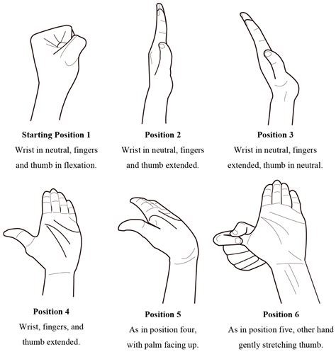 Pin By Raymund S On Occupational Therapy Median Nerve Forearm Workout