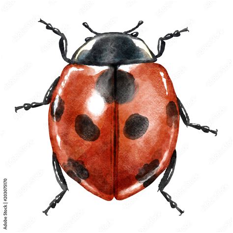 Ladybug Watercolor Illustration Isolated On White Stock Illustration