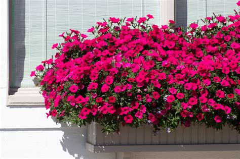 A Well Designed Window Box Can Be The Crowning Glory Of Your Full Sun