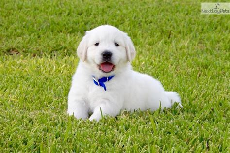 Puppyfinder.com is your source for finding an ideal golden retriever puppy for sale near houston, texas, usa area. Golden Retriever puppy for sale near Houston, Texas ...