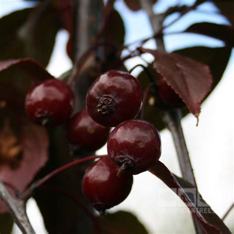 Malus Royalty Crab Apple Tree Mail Order Trees