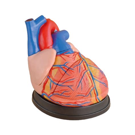 Heart Model Heart Anatomy Model Anatomical Hearts