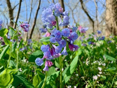 Spring Wildflowers And Where To Find Them In Northern Virginia
