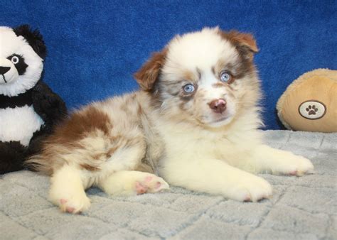aussie pom puppies for sale long island puppies