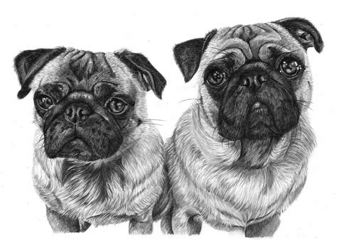 Is drawing an entire dog too much work? Pencil Drawings of Dog and Puppies from Your Photos for Sale