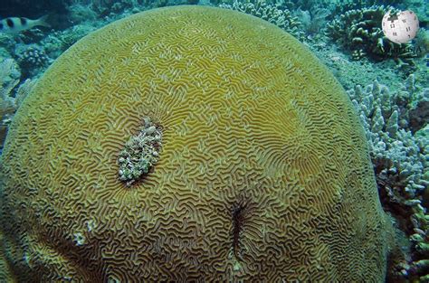 Australian Brain Coral Moalboal Reef Species